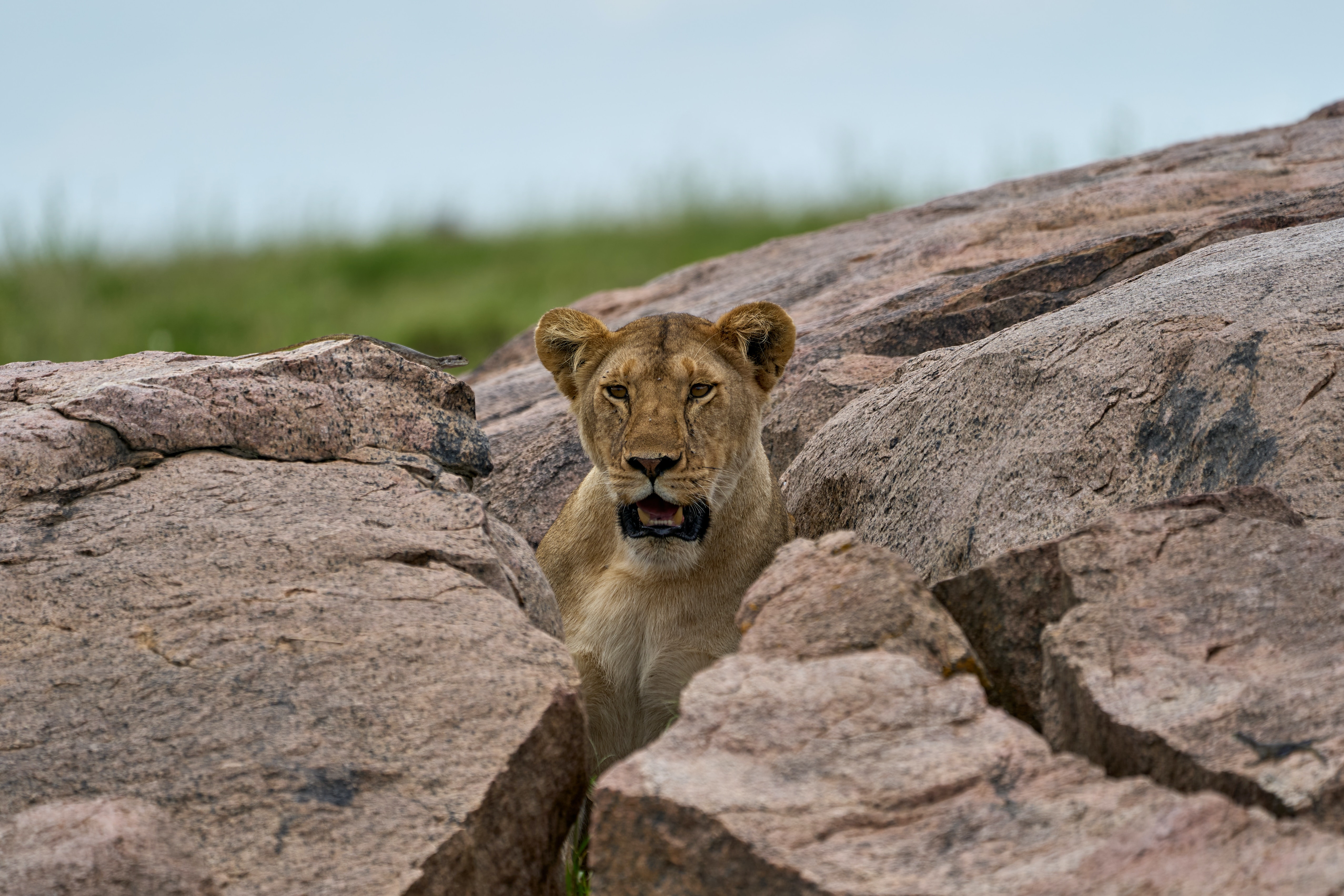 2 days safari