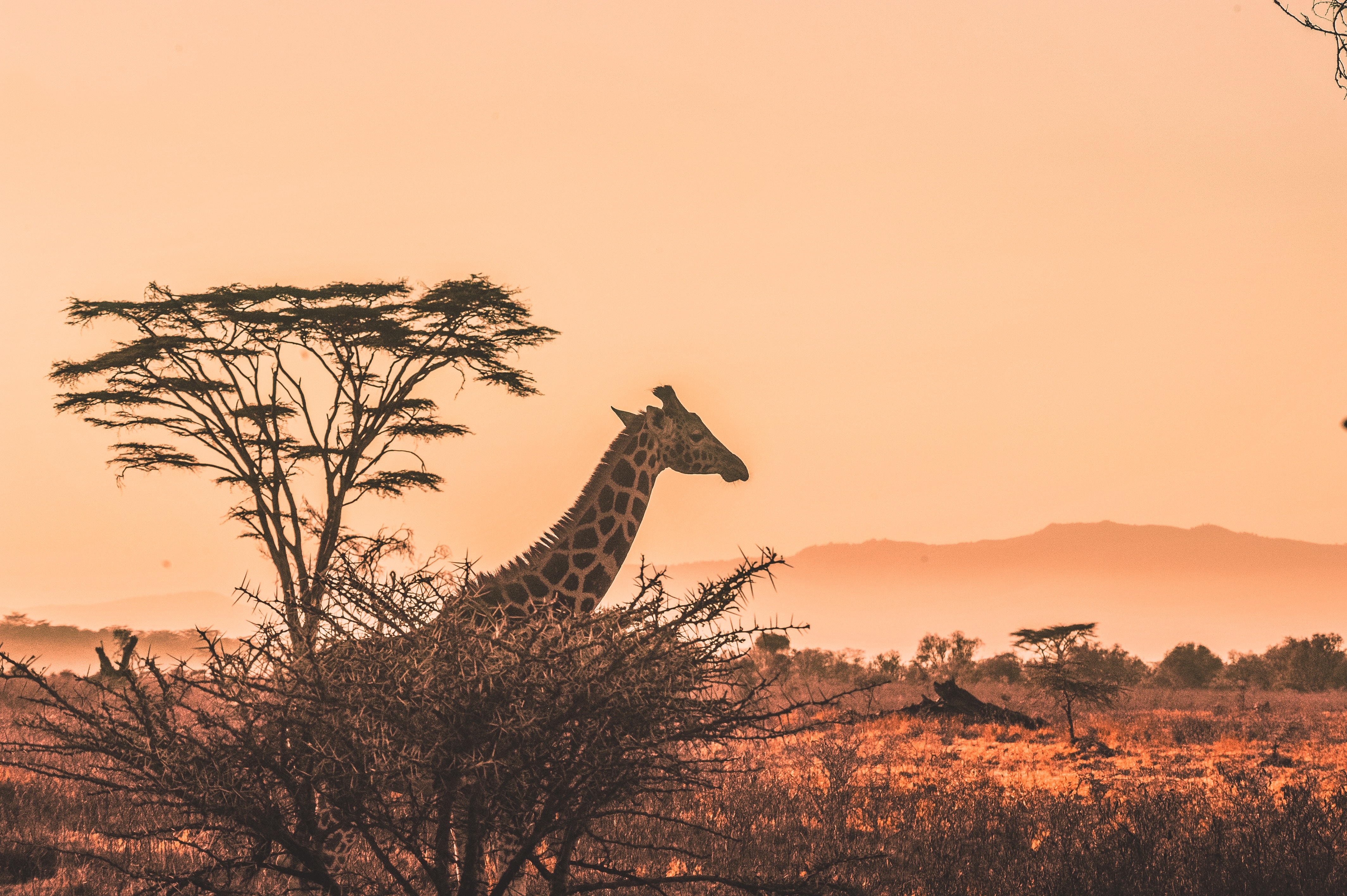 5 days safari